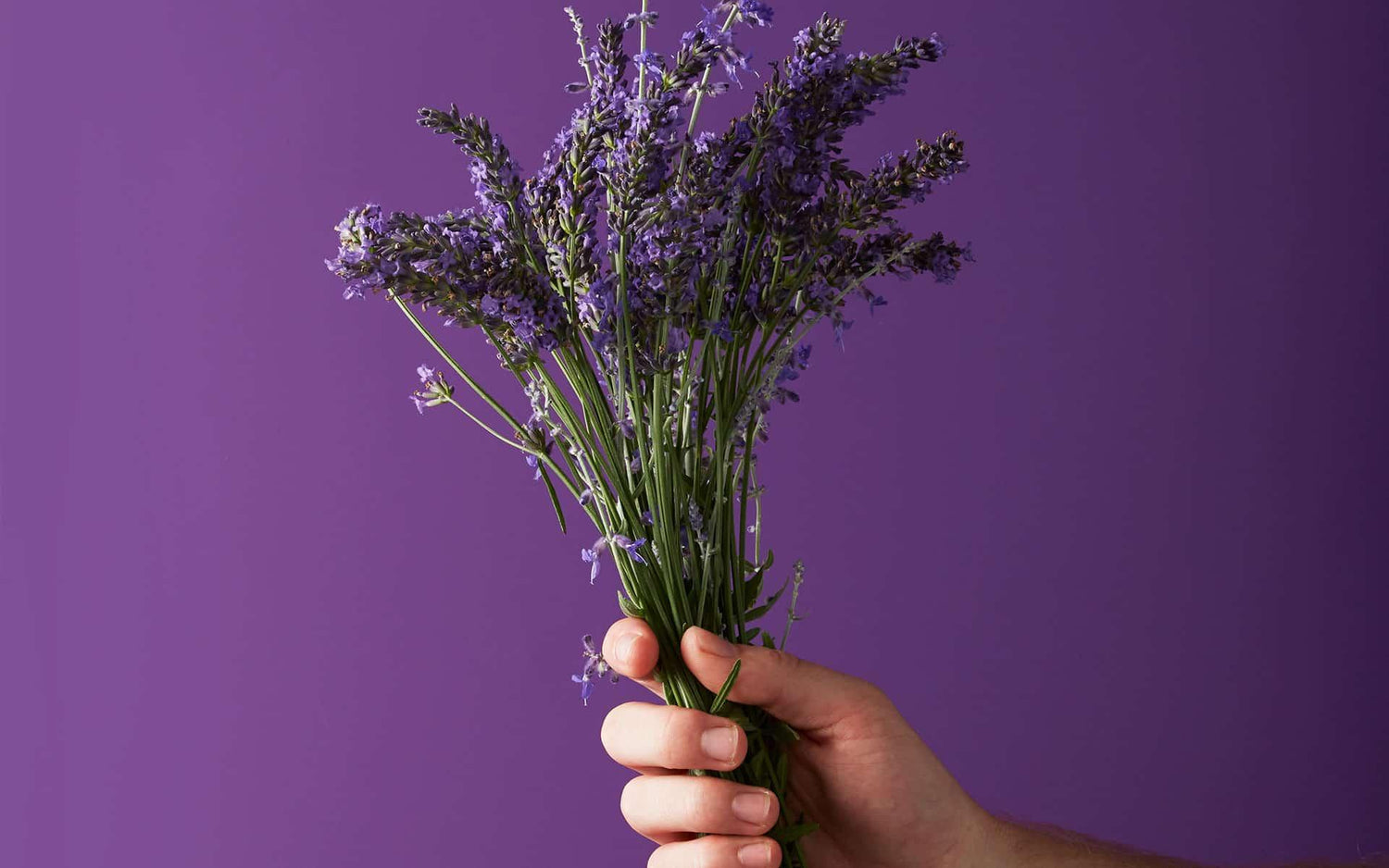 Hand holding a bunch of lavender, rich in the Linalool terpene, known for its calming effects and potential sleep benefits.