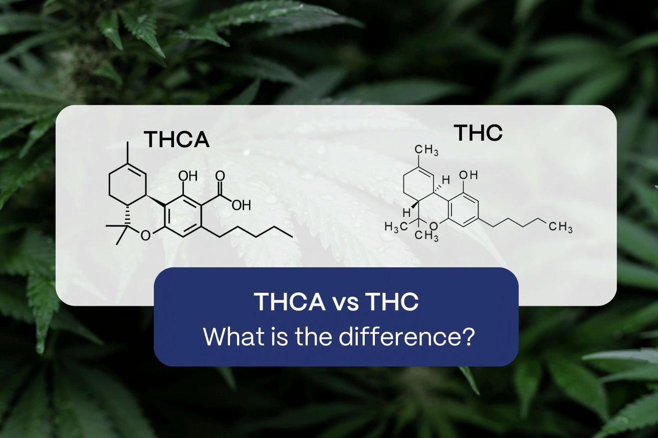 THCA vs THC, what is the difference?