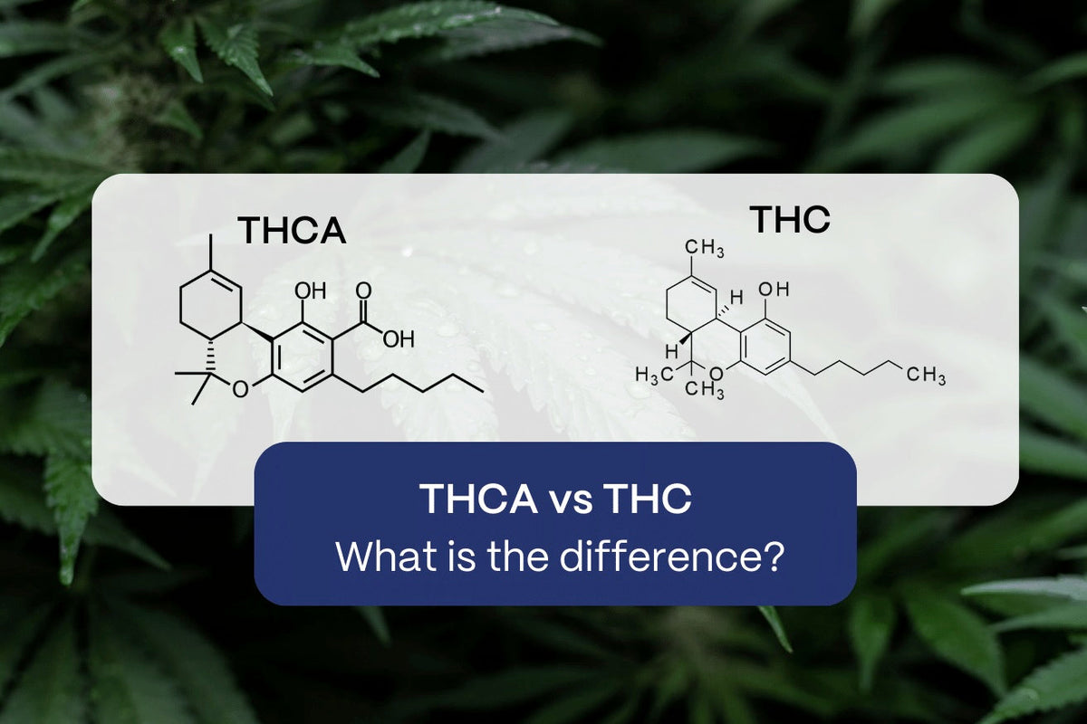 THCa Vs THC: Distinguishing The Cannabinoid Effects | Slumber